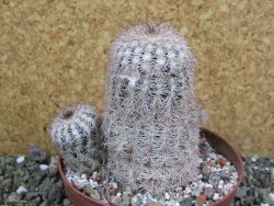 Echinocereus reichenbachii, pot 10 cm - 12402111