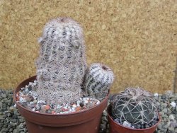 Echinocereus reichenbachii, pot 10 cm - 12402112