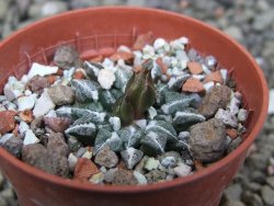 Ariocarpus kotschoubeyanus sladkovskii Rio Verde pot 5,5 cm - 12402123