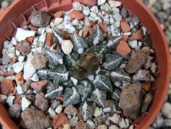 Ariocarpus kotschoubeyanus sladkovskii Rio Verde pot 5,5 cm - 12402124