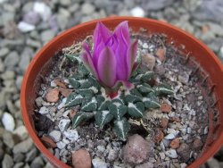 Ariocarpus kotschoubeyanus sladkovskii Rio Verde pot 5,5 cm - 12402129