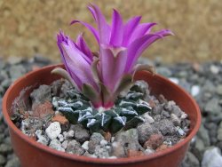 Ariocarpus kotschoubeyanus sladkovskii Rio Verde pot 5,5 cm - 12402134