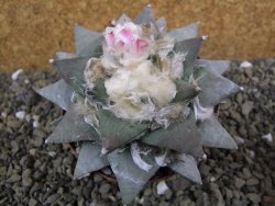 Ariocarpus retusus 10 cm cites IA - 12402135