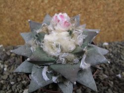 Ariocarpus retusus 10 cm cites IA