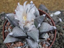 Ariocarpus retusus SB 68 Coronel, SLP, pot 6,5 cm cites IA