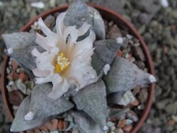 Ariocarpus retusus SB 68 Coronel, SLP, pot 6,5 cm cites IA - 12402141