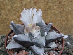 Ariocarpus retusus SB 68 Coronel, SLP, pot 6,5 cm cites IA - 12402142