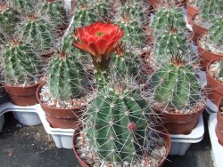 Echinocereus triglochidiatus Santa Fe, pot 6,5 cm