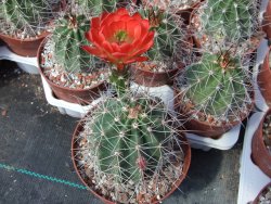 Echinocereus triglochidiatus Santa Fe, pot 6,5 cm - 12402147