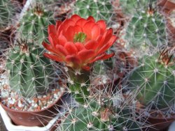 Echinocereus triglochidiatus Santa Fe, pot 6,5 cm - 12402148