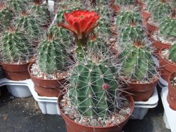 Echinocereus triglochidiatus Santa Fe, pot 6,5 cm - 12402149