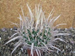 Echinofossulocactus erectocentrus SB 1565 N Tanquecitos NM.