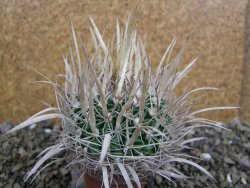 Echinofossulocactus erectocentrus SB 1565 N Tanquecitos NM. - 12402151