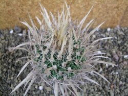 Echinofossulocactus erectocentrus SB 1565 N Tanquecitos NM. - 12402152