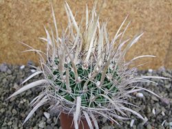 Echinofossulocactus erectocentrus SB 1565 N Tanquecitos NM. - 12402153