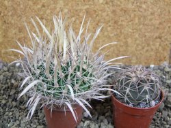 Echinofossulocactus erectocentrus SB 1565 N Tanquecitos NM. - 12402154