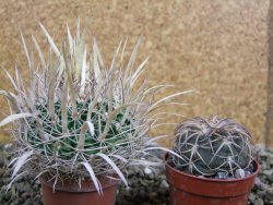 Echinofossulocactus erectocentrus SB 1565 N Tanquecitos NM. - 12402155