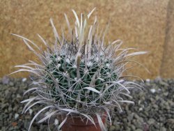 Echinofossulocactus erectocentrus SB 1565 N Tanquecitos NM - 12402157