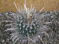 Echinofossulocactus erectocentrus SB 1565 N Tanquecitos NM - 12402158