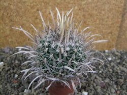 Echinofossulocactus erectocentrus SB 1565 N Tanquecitos NM - 12402159