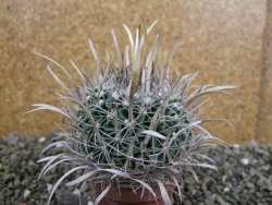 Echinofossulocactus erectocentrus SB 1565 N Tanquecitos NM - 12402160