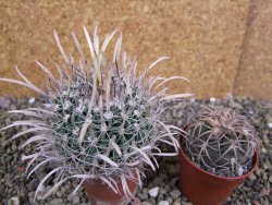 Echinofossulocactus erectocentrus SB 1565 N Tanquecitos NM - 12402161