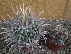 Echinofossulocactus erectocentrus SB 1565 N Tanquecitos NM - 12402162