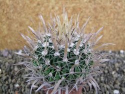 Echinofossulocactus erectocentrus SB 1565 N Tanquecitos NM - 12402163