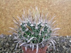 Echinofossulocactus erectocentrus SB 1565 N Tanquecitos NM - 12402164