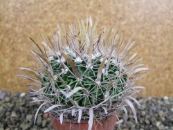 Echinofossulocactus erectocentrus SB 1565 N Tanquecitos NM