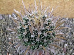 Echinofossulocactus erectocentrus SB 1565 N Tanquecitos NM - 12402166