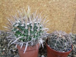 Echinofossulocactus erectocentrus SB 1565 N Tanquecitos NM - 12402167