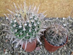 Echinofossulocactus erectocentrus SB 1565 N Tanquecitos NM - 12402168