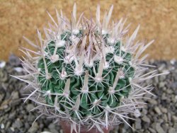 Echinofossulocactus erectocentrus SB 1565 N Tanquecitos NM - 12402170