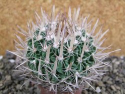 Echinofossulocactus erectocentrus SB 1565 N Tanquecitos NM - 12402171