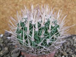 Echinofossulocactus erectocentrus SB 1565 N Tanquecitos NM - 12402172