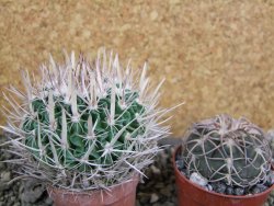 Echinofossulocactus erectocentrus SB 1565 N Tanquecitos NM - 12402173