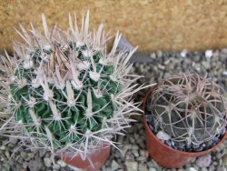 Echinofossulocactus erectocentrus SB 1565 N Tanquecitos NM - 12402174