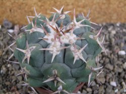 Thelocactus hexaedrophorus droegeanus pot 6,5 cm - 12402176