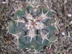 Thelocactus hexaedrophorus droegeanus pot 6,5 cm - 12402177