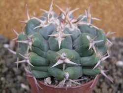 Thelocactus hexaedrophorus droegeanus pot 6,5 cm - 12402178