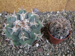 Thelocactus hexaedrophorus droegeanus pot 6,5 cm - 12402179