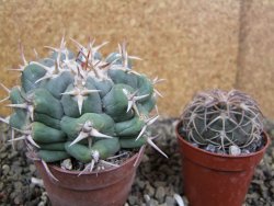 Thelocactus hexaedrophorus droegeanus pot 6,5 cm - 12402180