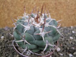 Thelocactus hexaedrophorus droegeanus pot 6,5 cm - 12402181