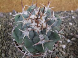 Thelocactus hexaedrophorus droegeanus pot 6,5 cm - 12402183