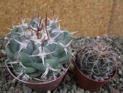 Thelocactus hexaedrophorus droegeanus pot 6,5 cm - 12402184