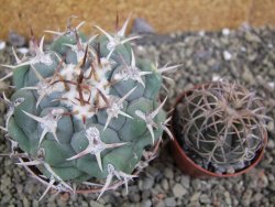 Thelocactus hexaedrophorus droegeanus pot 6,5 cm - 12402185