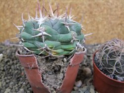 Thelocactus hexaedrophorus droegeanus pot 6,5 cm - 12402186