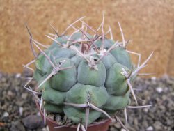 Thelocactus hexaedrophorus droegeanus pot 6,5 cm - 12402188