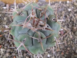 Thelocactus hexaedrophorus droegeanus pot 6,5 cm - 12402189